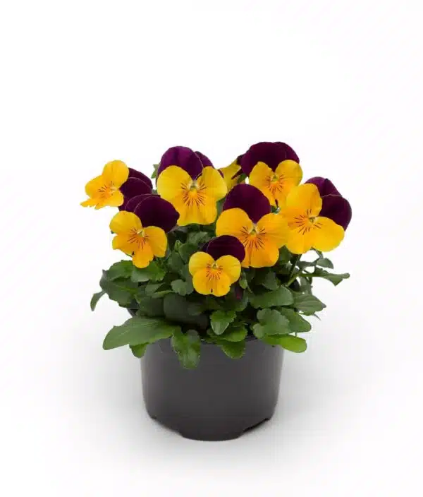 Viola cornuta F1 Penny Orange Jump Up - Afbeelding 2