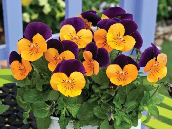 Viola cornuta F1 Penny Orange Jump Up - Afbeelding 3