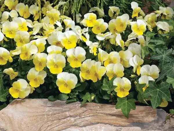 Viola cornuta F1 Penny Primrose Bicolor - Immagine 2