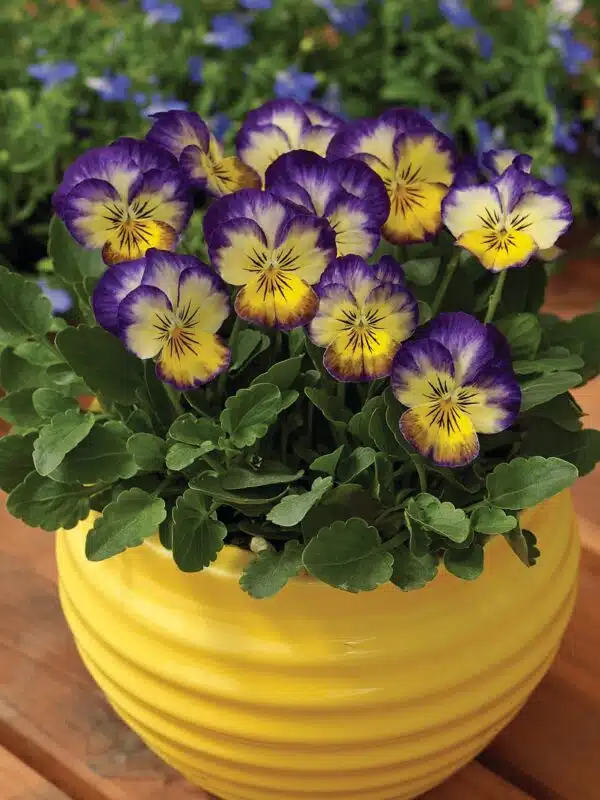 Viola cornuta F1 Penny Primrose Picotee - Afbeelding 2