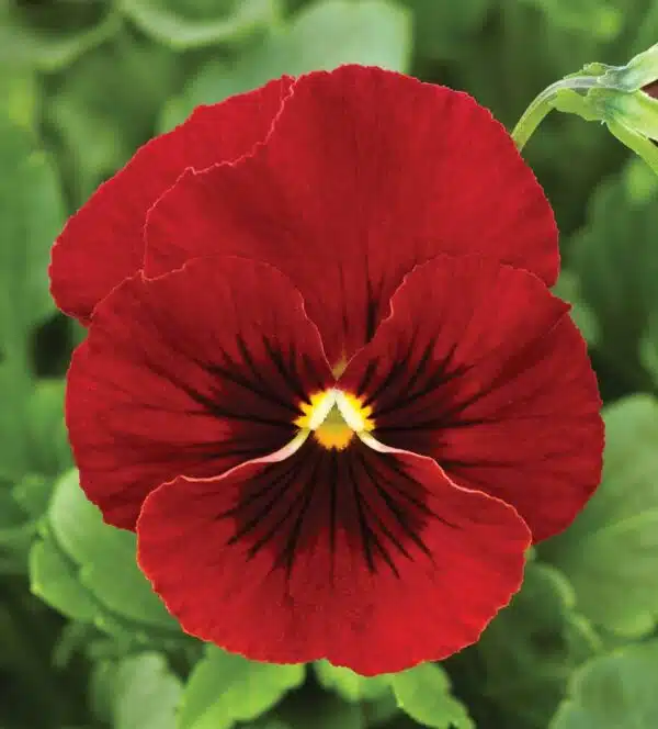 Viola cornuta F1 Rödfläckig penny