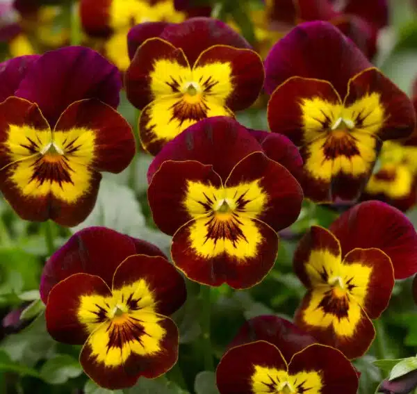 Viola cornuta F1 Penny Red Yellow Face - Immagine 4