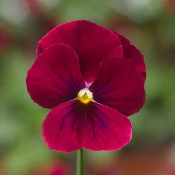 Viola cornuta F1 Penny Rose Blotch