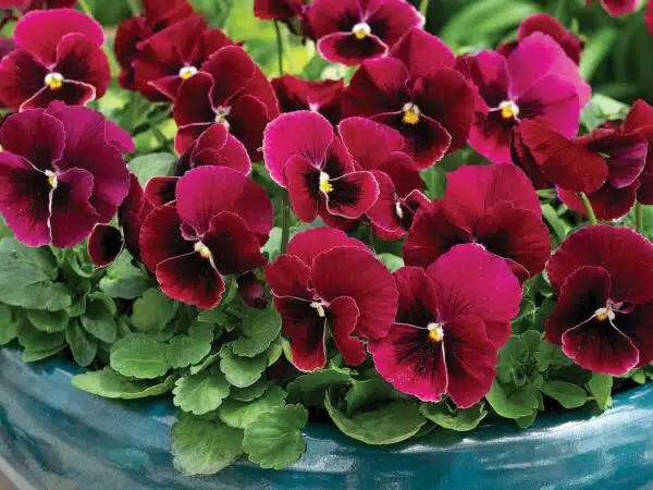 Viola cornuta F1 Penny Rose Blotch - Afbeelding 2