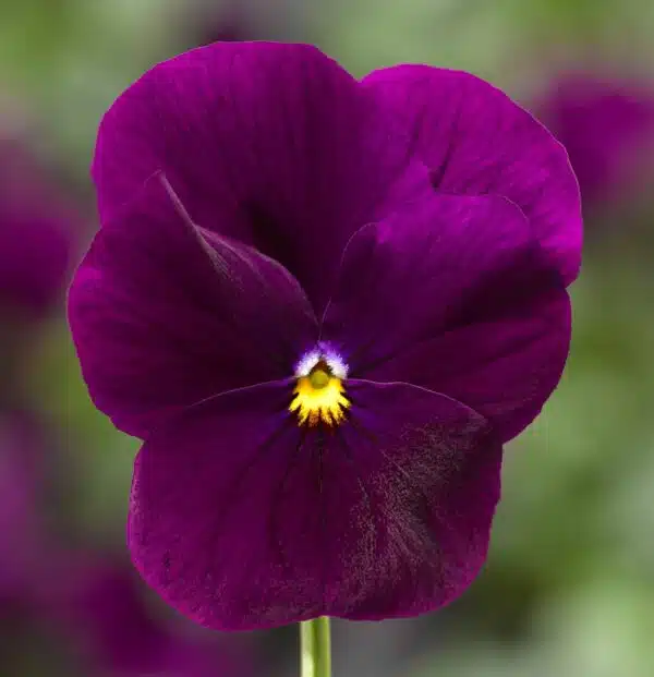 Viola cornuta F1 Penny Violet