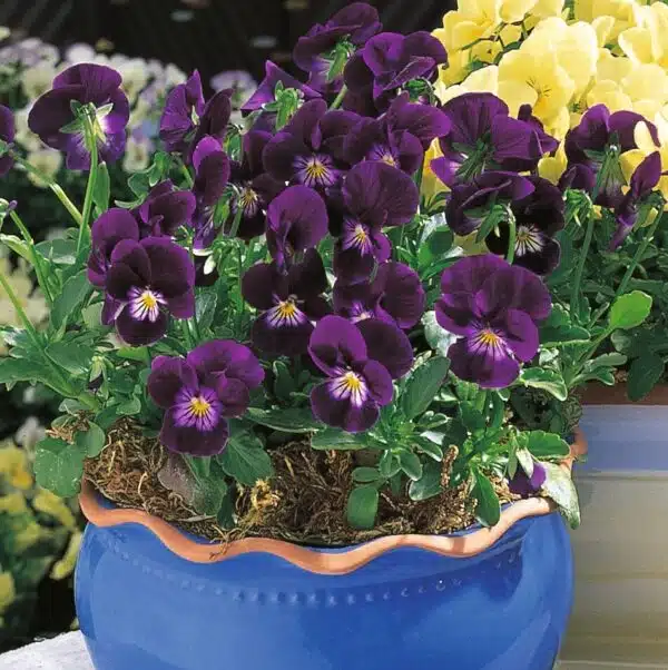 Viola cornuta F1 Penny Violet - Image 3