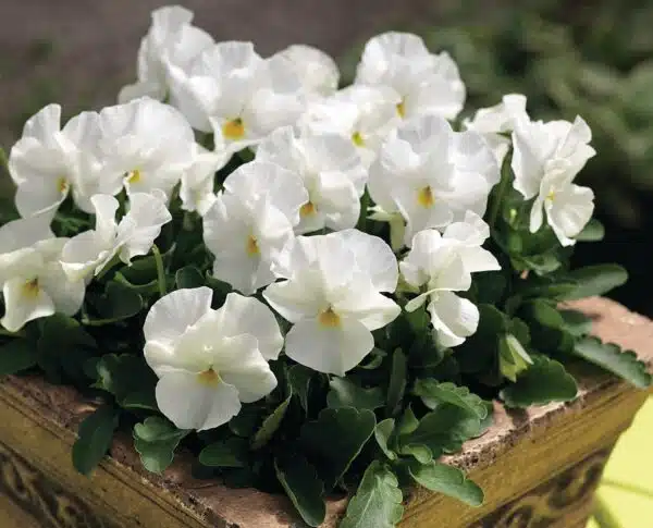 Viola cornuta F1 Penny White - Afbeelding 3