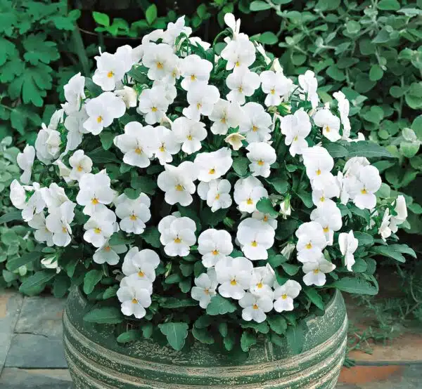 Viola cornuta F1 Penny White - Afbeelding 2