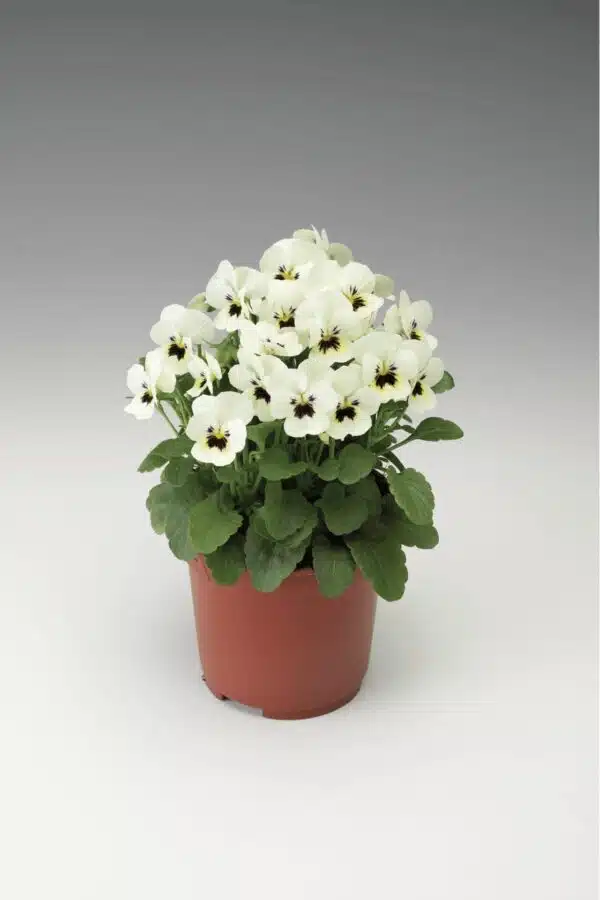 Viola cornuta F1 Penny White Blotch - Afbeelding 3