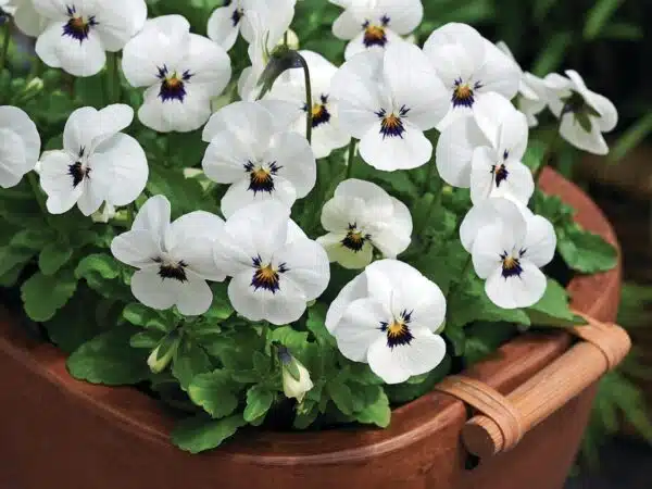 Viola cornuta F1 Penny White Blotch - Afbeelding 2