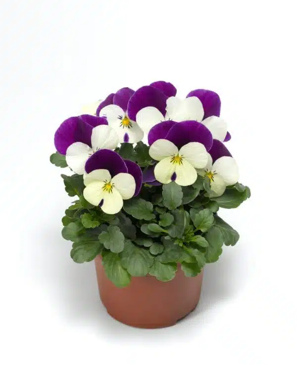Viola cornuta F1 Penny White Jump Up - Imagen 2