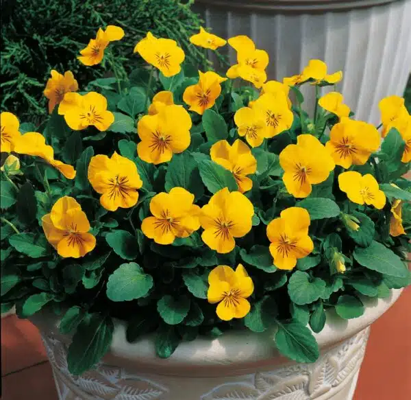 Viola cornuta F1 Penny Yellow - Afbeelding 2