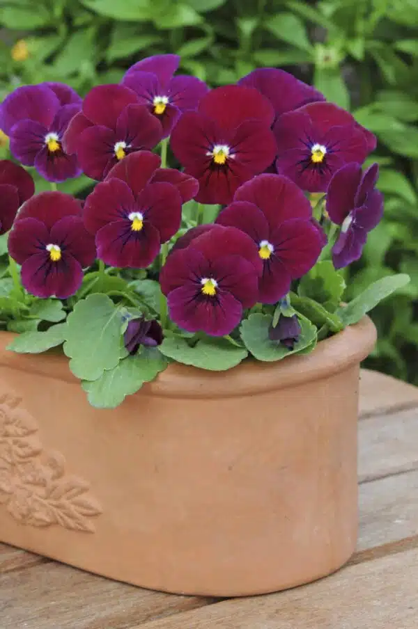 Viola cornuta F1 Sorbet® Carmine Rose - Малюнак 2