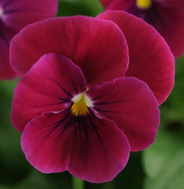 Viola cornuta F1 Sorbet® Carmine Rose - малюнак 4
