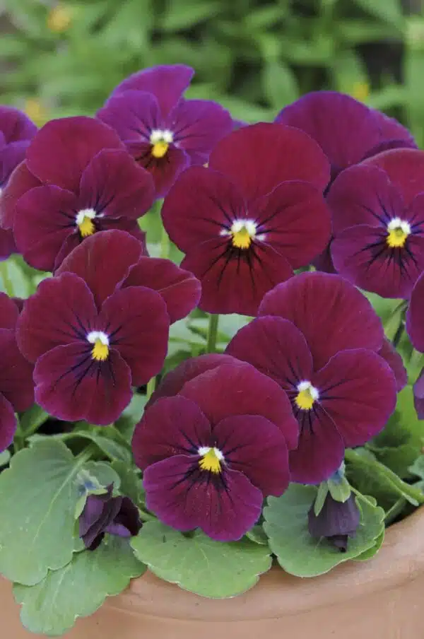 Viola cornuta F1 Sorbet® Carmine Rose - малюнак 3