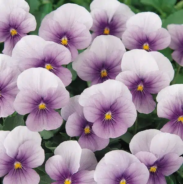 Viola cornuta F1 Sorbet® Icy Blue - Bild 2