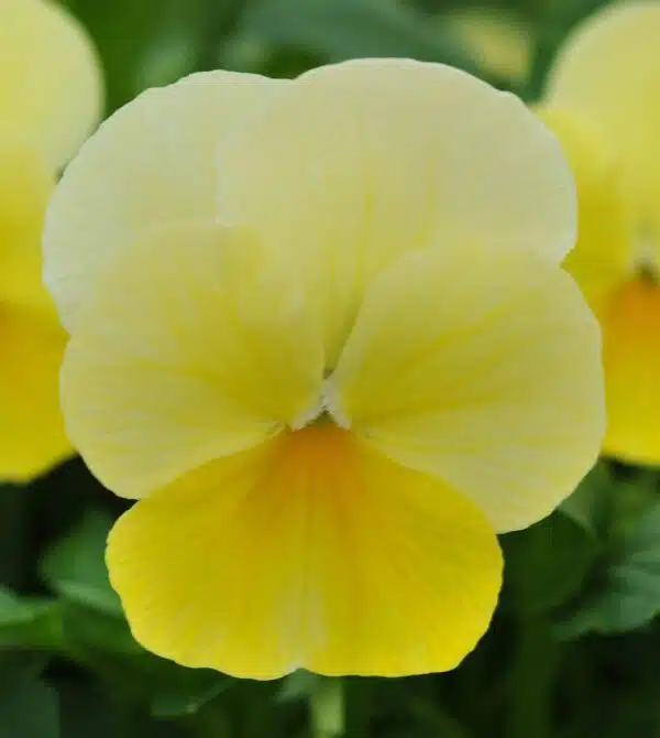 Viola cornuta F1 Sorbet® Lemon Chiffon - Afbeelding 2