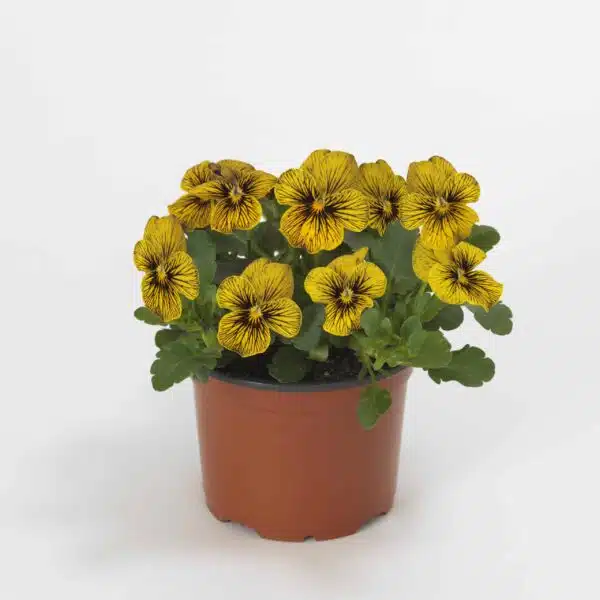 Viola cornuta F1 Tigerögagul - Bild 4