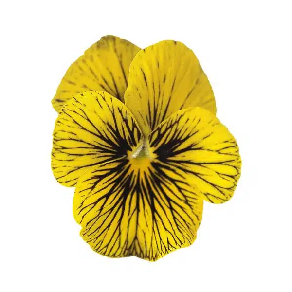 Viola cornuta F1 Tigerögagul - Bild 3