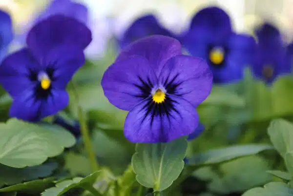 Viola cornuta F1 Sorbet® XP Blue Blotch - Afbeelding 2