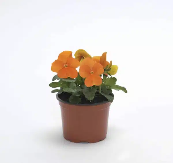 Viola cornuta F1 Sorbet® XP Deep Orange - Afbeelding 2