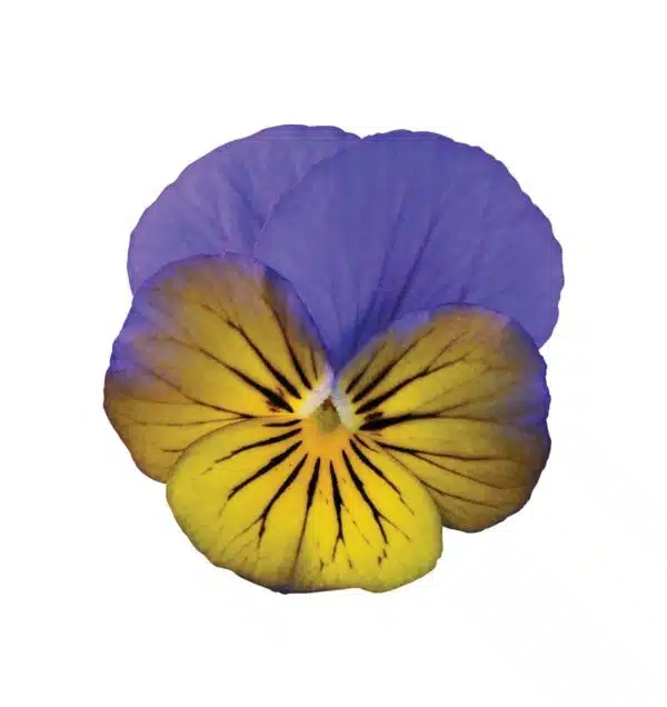 Viola cornuta F1 Sorbet® XP Morpho