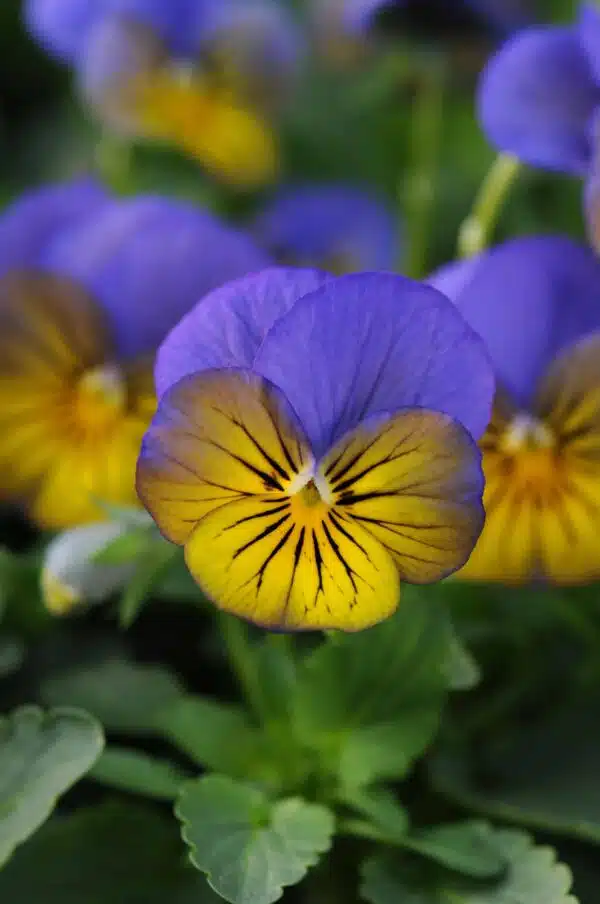 Viola cornuta F1 Sorbet® XP Morpho - Afbeelding 2