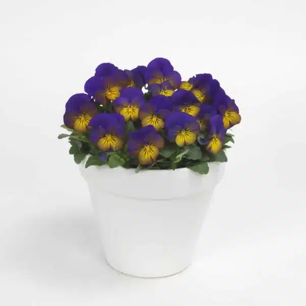 Viola cornuta F1 Sorbet® XP Morpho - Afbeelding 3