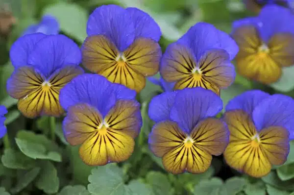 Viola cornuta F1 Sorbet® XP Morpho - Afbeelding 4
