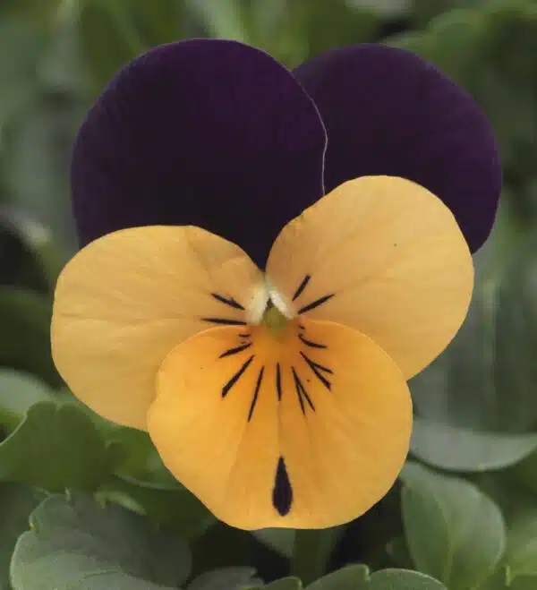 Viola cornuta F1 Sorbet® XP Orange Jump Up - Afbeelding 4