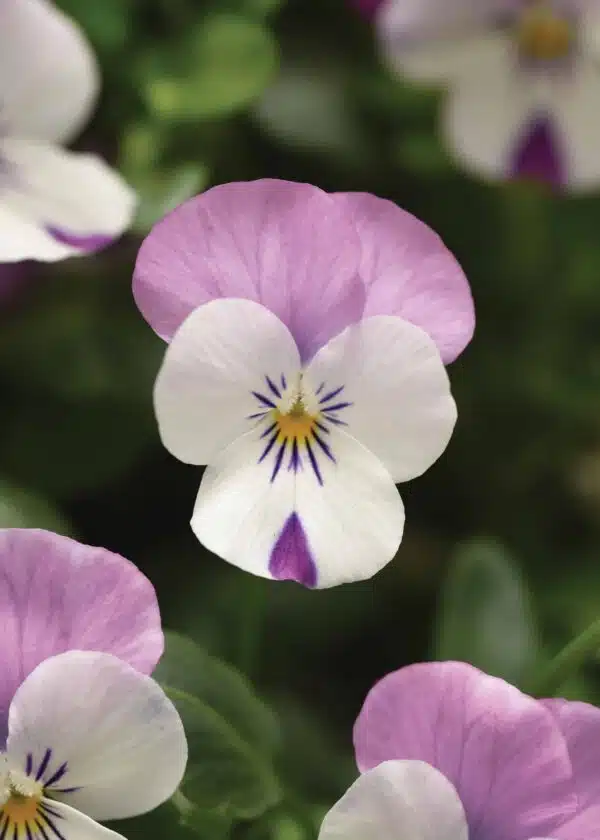 Viola cornuta F1 Sorbet® XP Pink Wing - Afbeelding 2