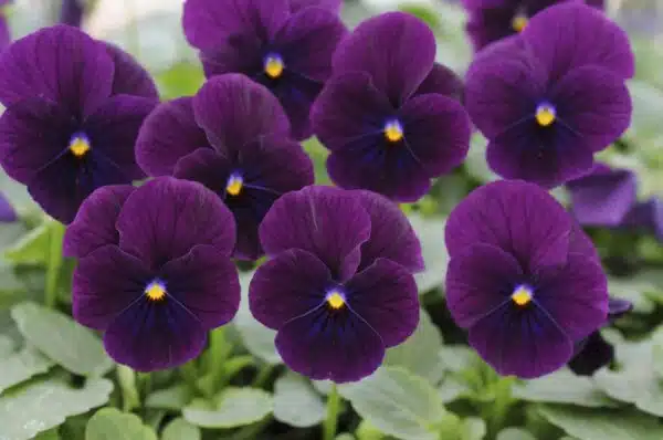 Viola cornuta F1 Sorbet® XP Lila - Bild 3