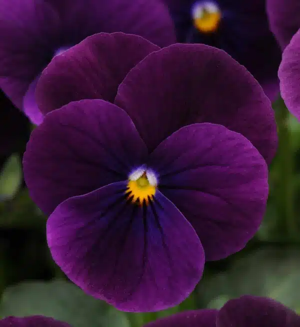 Viola cornuta F1 Sorbet® XP Lila - Bild 4