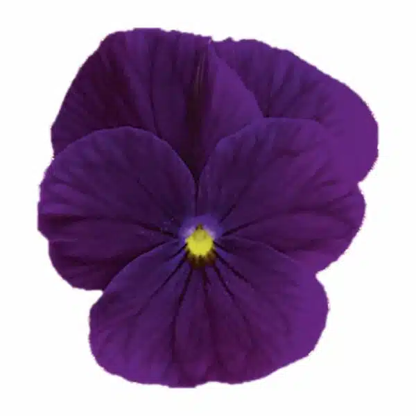 Viola cornuta F1 Sorbet® XP Lila