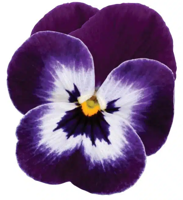Viola cornuta F1 Sorbet® XP Lila Gesicht
