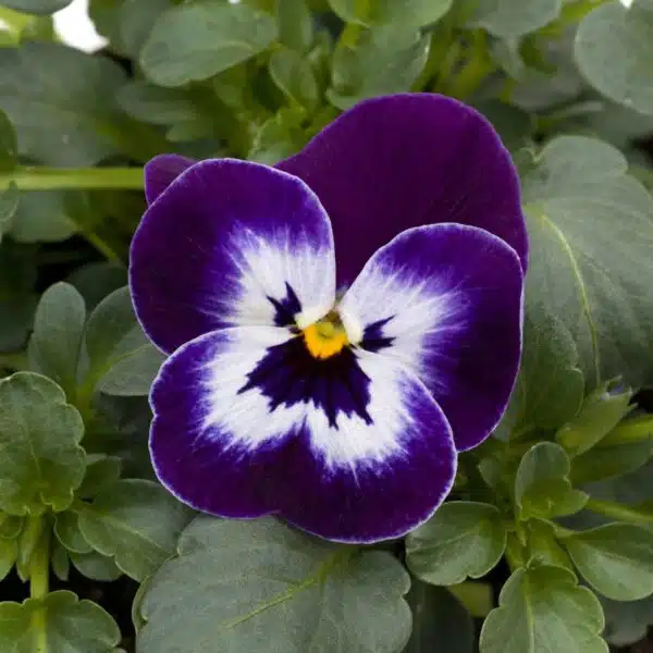 Viola cornuta F1 Sorbet® XP Purple Face - Bild 2