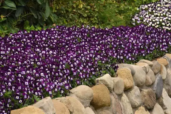 Viola cornuta F1 Sorbet® XP Purple Face - Bild 3