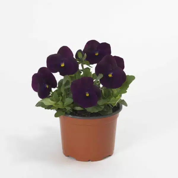 Viola cornuta F1 Sorbet® XP Lila - Bild 2