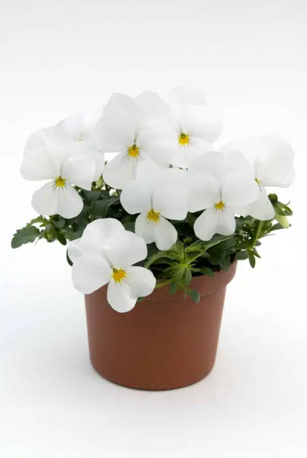 Viola cornuta F1 Sorbet® XP White - Immagine 2
