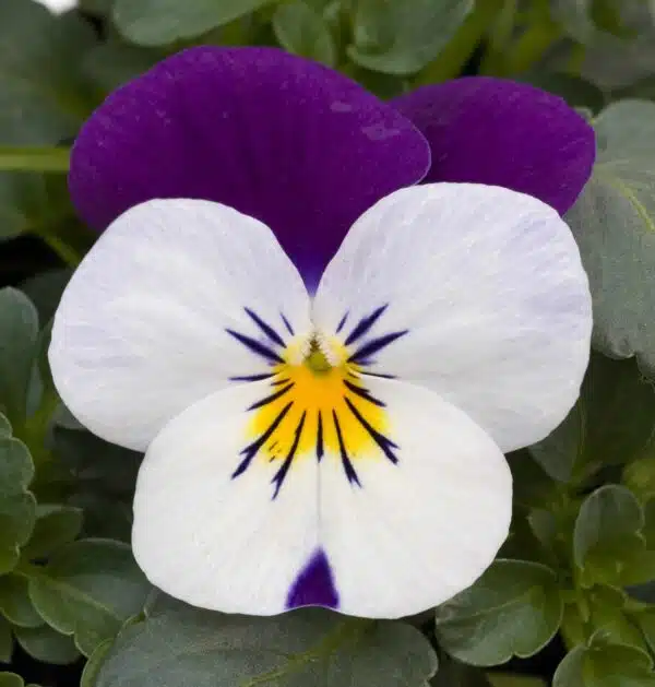 Viola cornuta F1 Sorbet® XP White Jump Up - Afbeelding 2