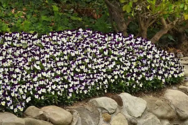 Viola cornuta F1 Sorbet® XP White Jump Up - Afbeelding 3