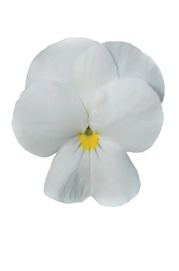 Viola cornuta F1 Sorbetto® XP Bianco