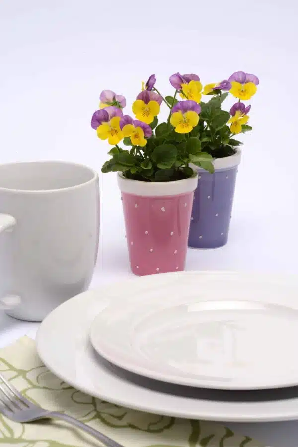 Viola cornuta F1 Sorbet® XP Yellow Pink Jump Up - Afbeelding 3