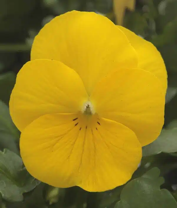 Viola cornuta F1 Sorbet® XP Yellow - Afbeelding 2