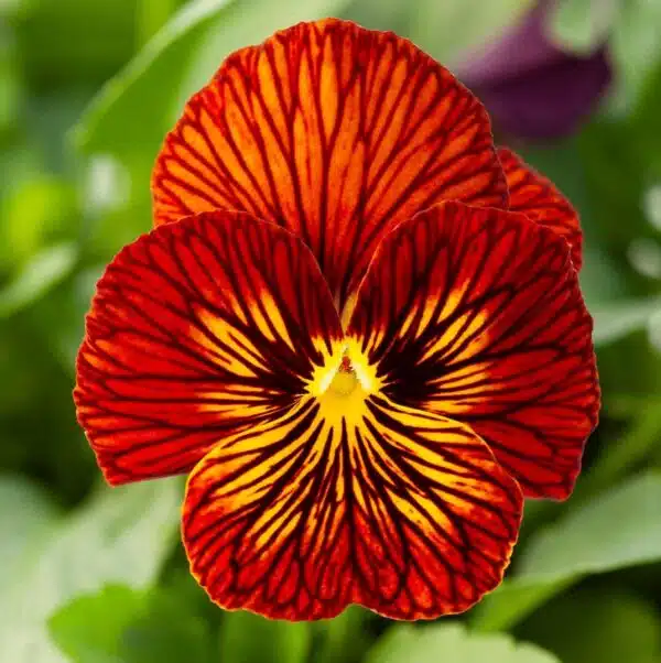 Viola cornuta F1 Tiger Eye Red