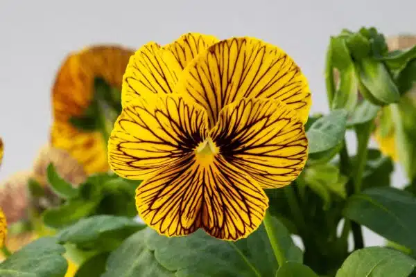 Viola cornuta F1 Tigerögagul - Bild 2