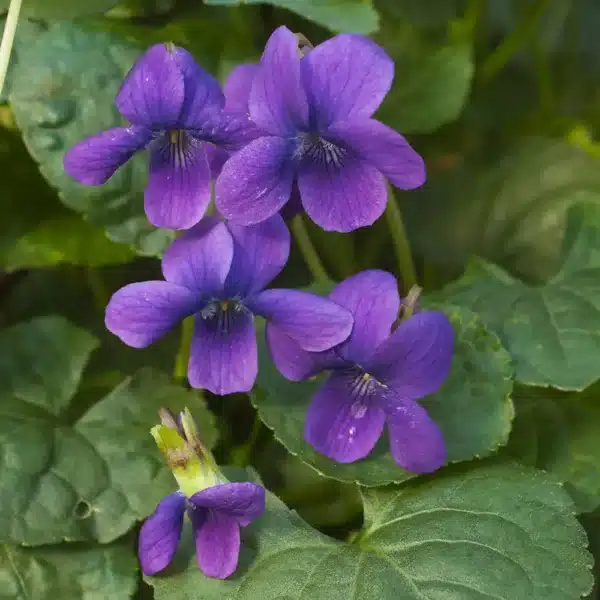 Viola odorata Reine Charlotte - Image 3
