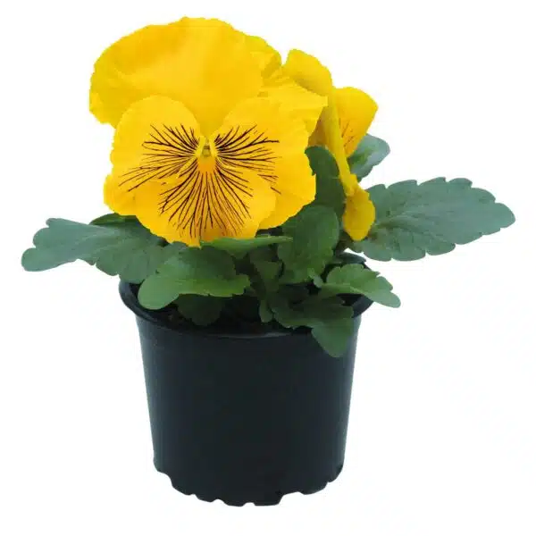 Viola wittrockiana F₁ Cats® Plus Gelb