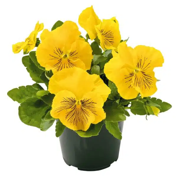 Viola wittrockiana F₁ Cats® Plus Gelb - Bild 2