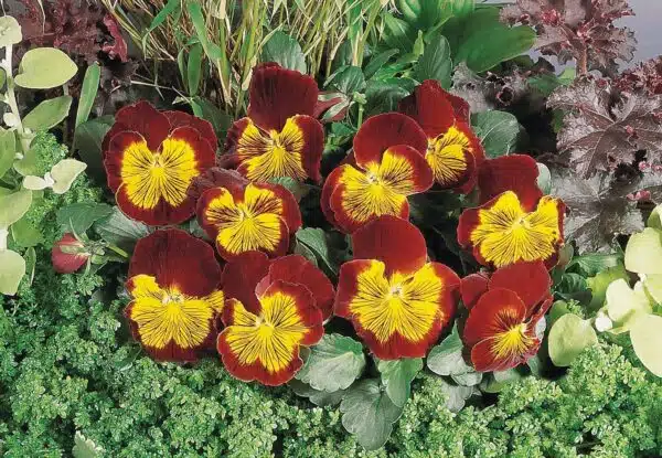 Viola wittrockiana F₁ Cats® Red & Gold - Afbeelding 4